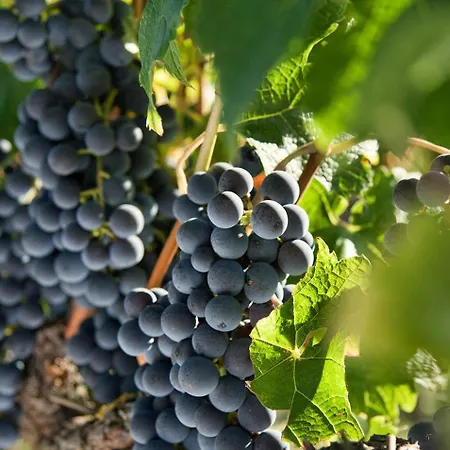 Ca' Dei Vigneti *